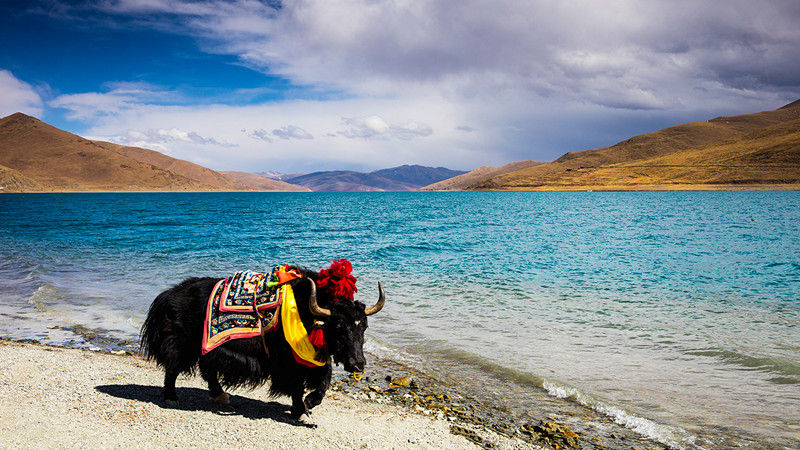 成都租車(chē)去拉薩旅行