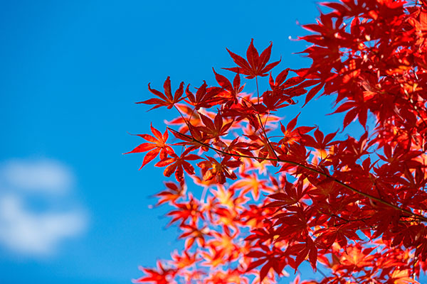 成都租車(chē)看紅葉，最全紅葉觀(guān)賞大全獻給你